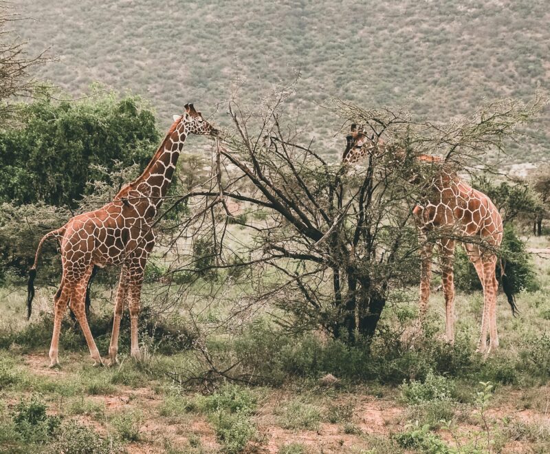 Samburu National Reserve-harshil-gudka-QYuRIa7NXfQ-unsplash