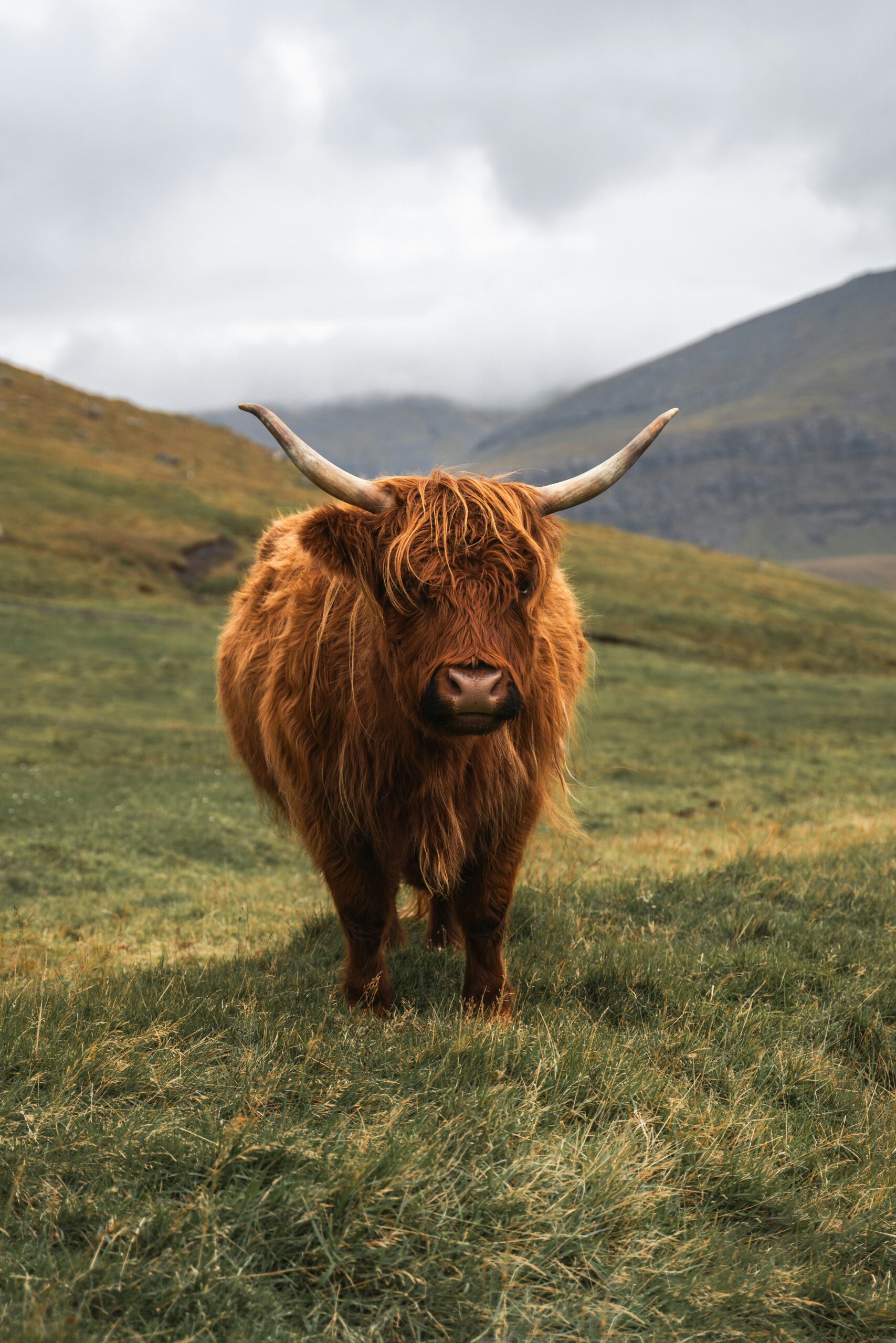 Scottish cow polina-kuzovkova-eh5uTXdDma8-unsplash